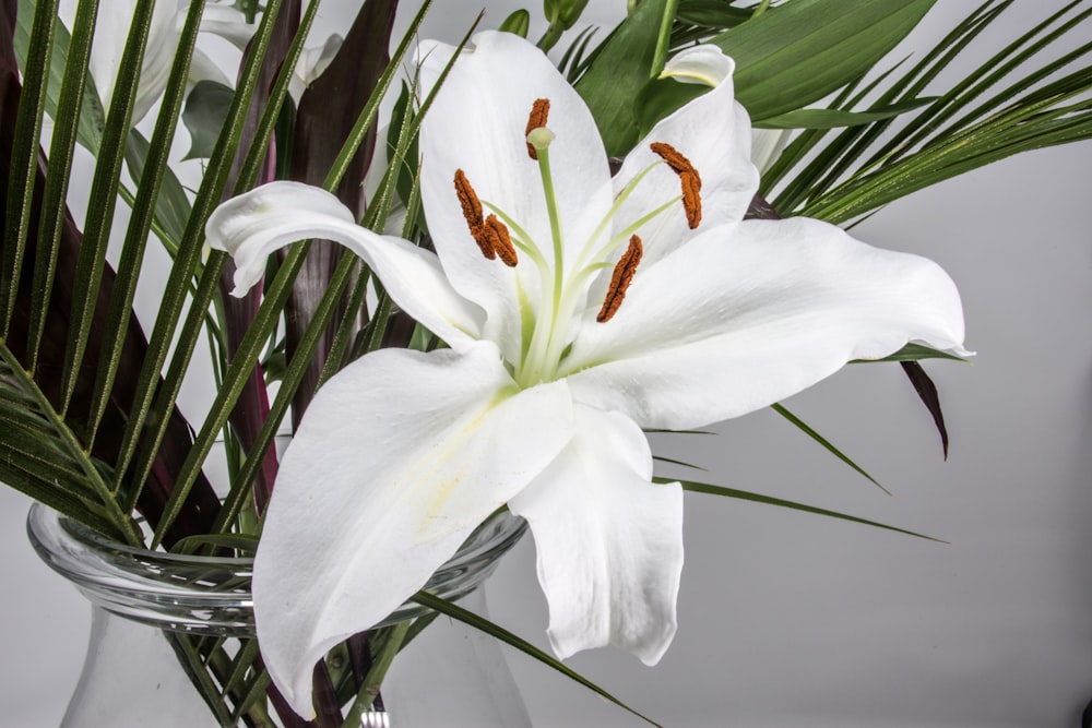 white flower with green leaves