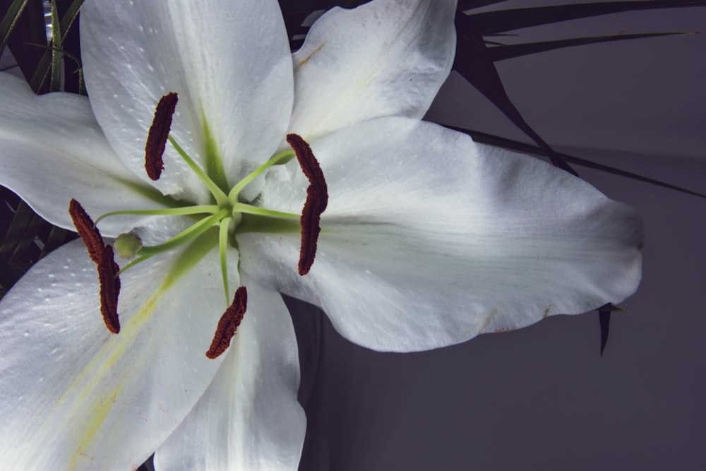 white lily in bloom close up photo