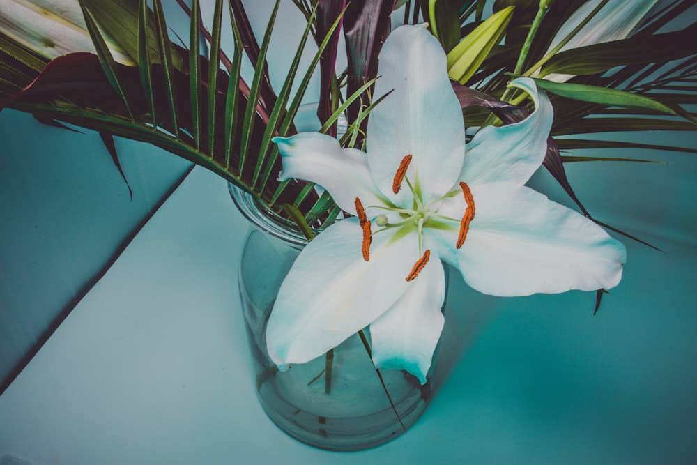 white flower on clear glass vase