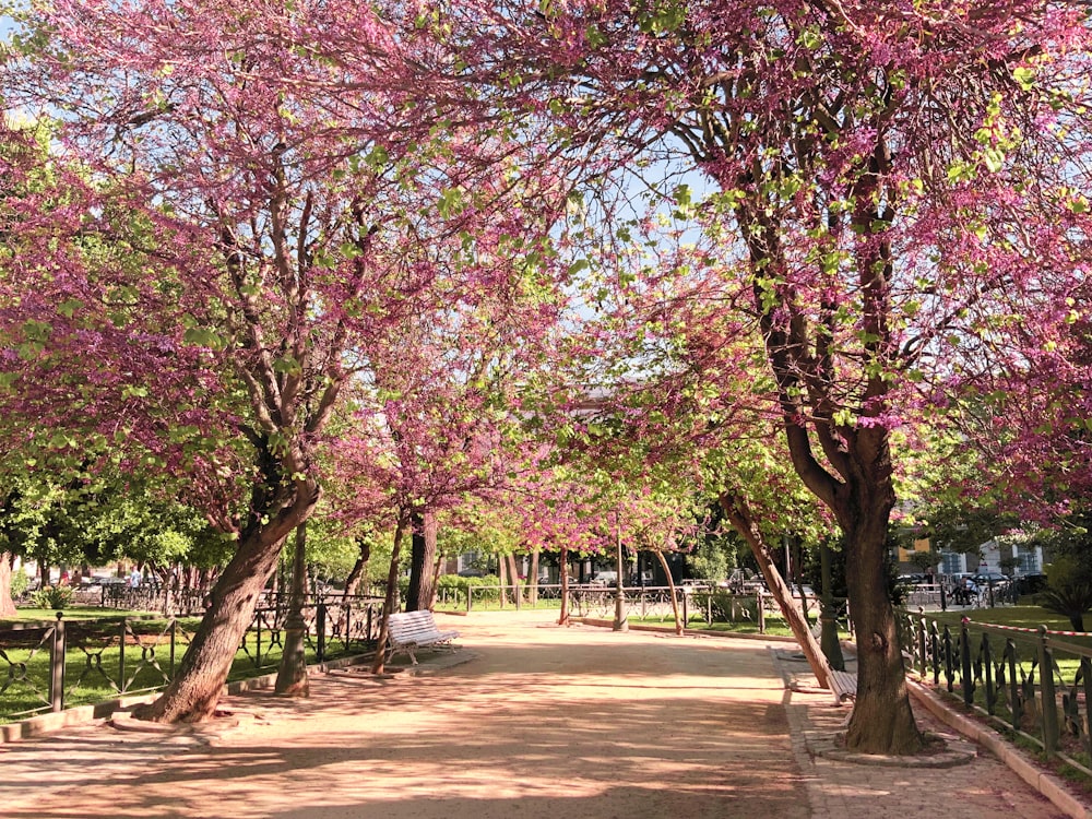 낮에는 공원에 분홍색 잎 나무가 있습니다.