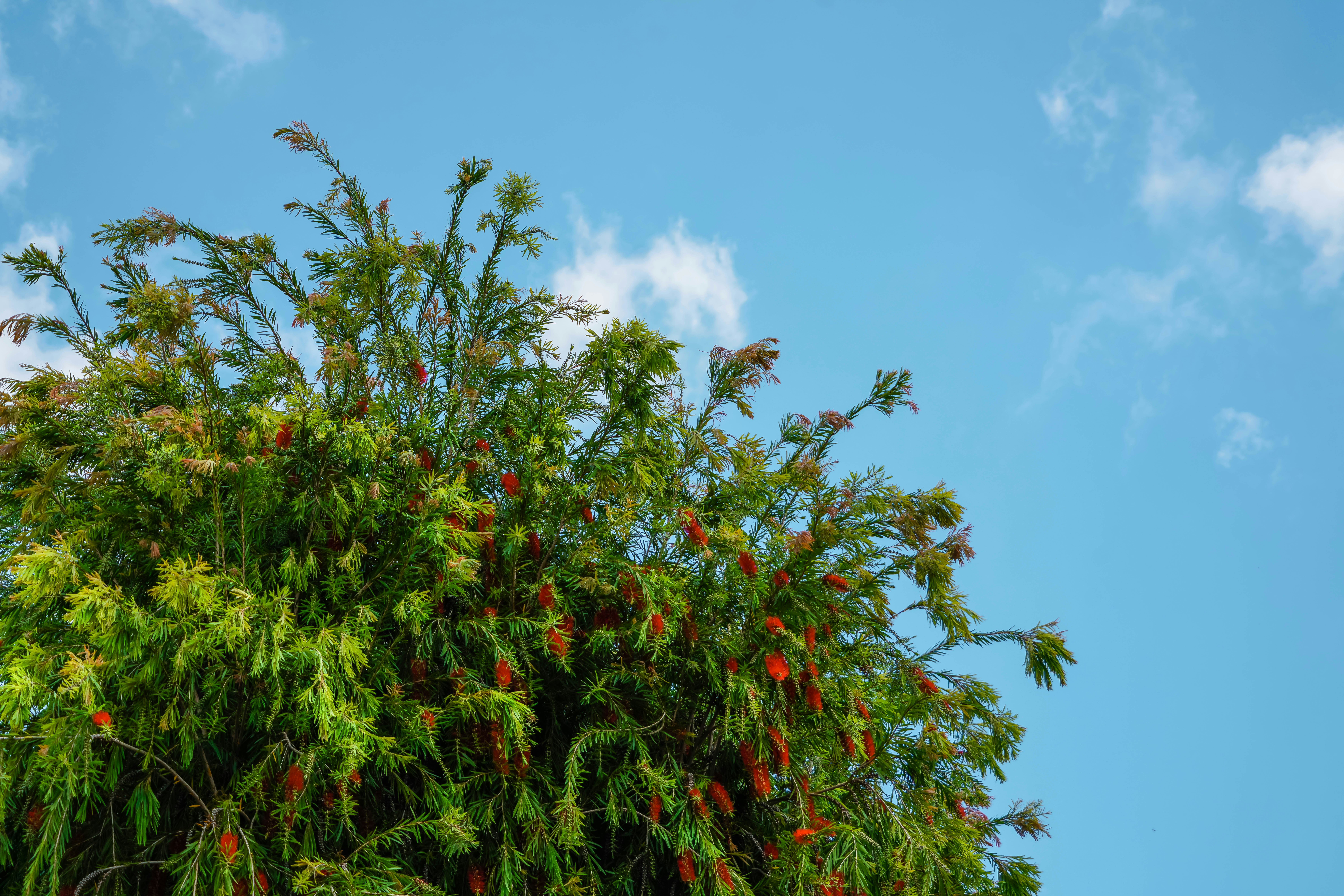 Traînebuisson définition de « traînebuisson » La langue française