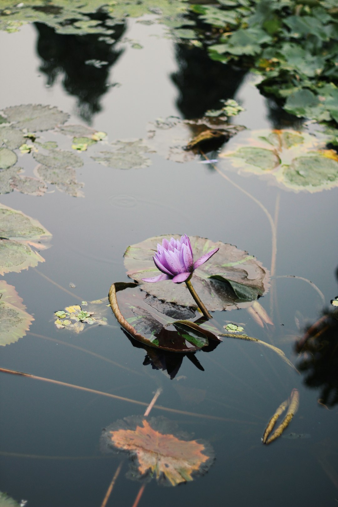 purple lotus flower on water