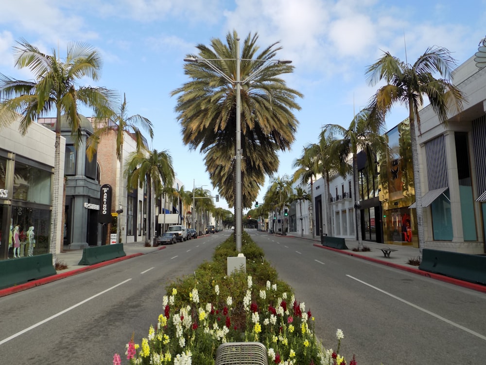 green palm trees beside gray asphalt road during daytime