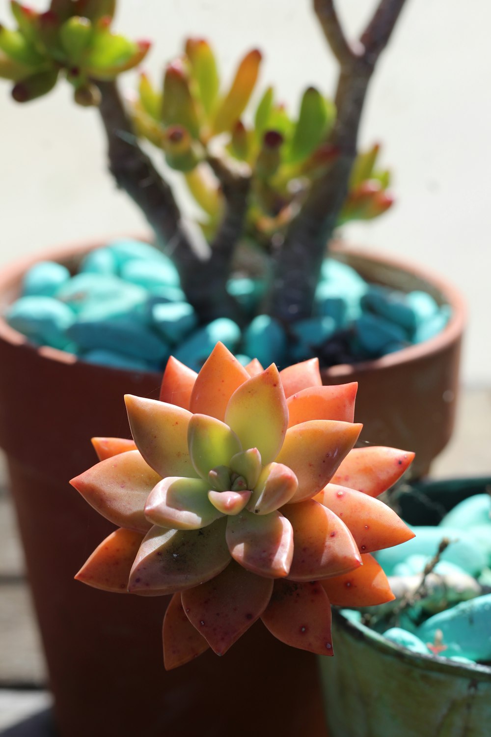 green and orange succulent plant