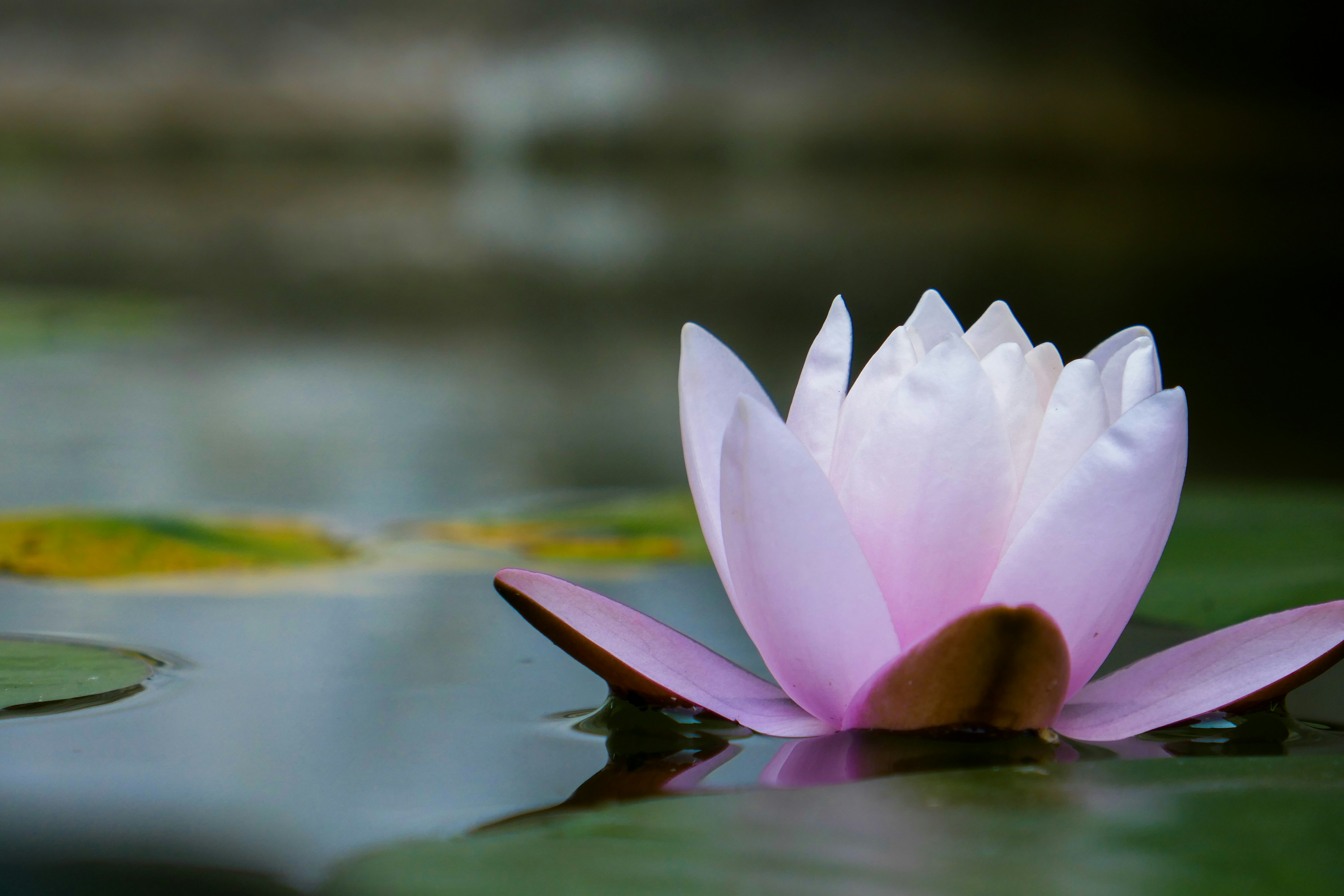 Photo by adelmoradian