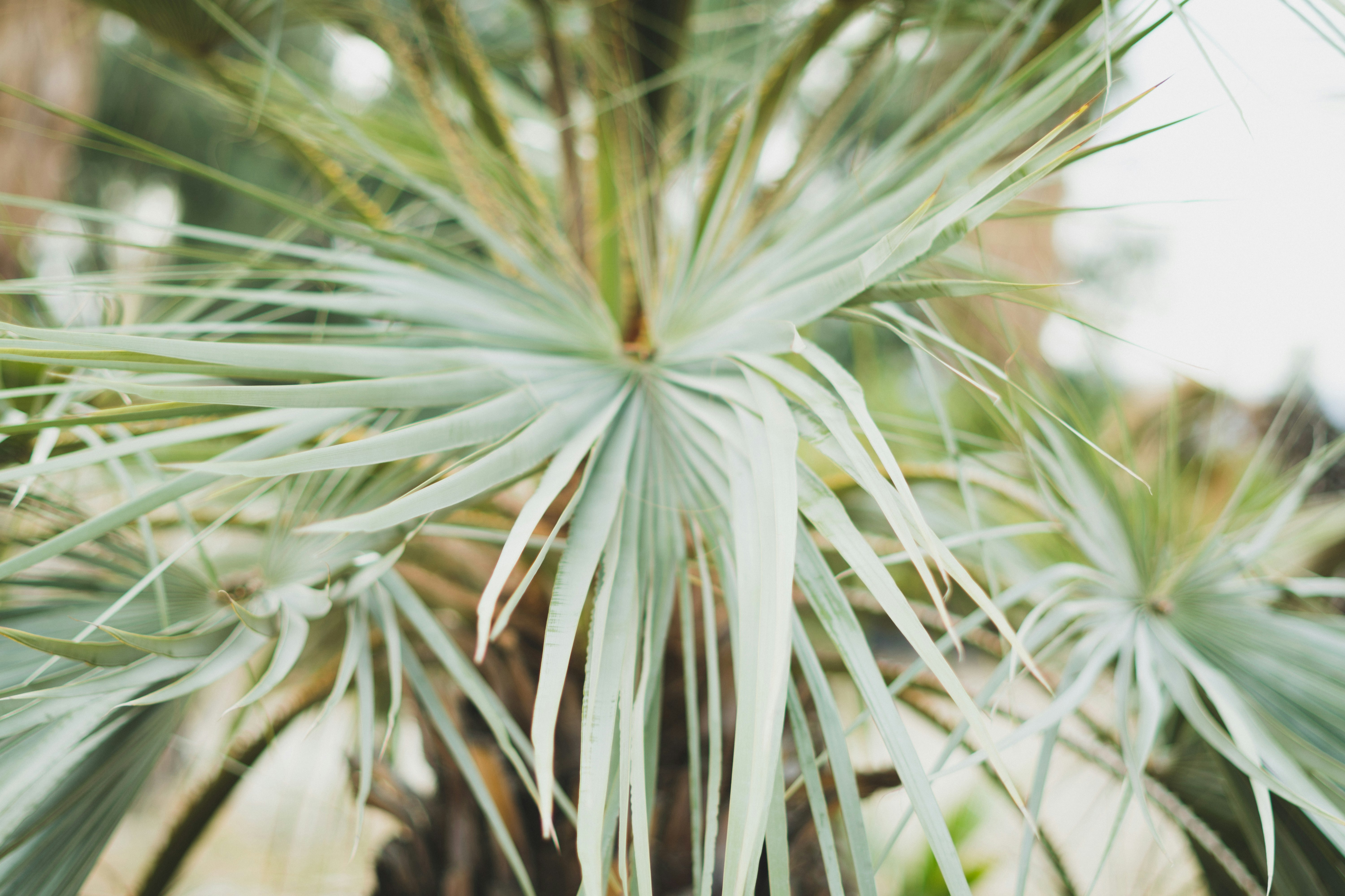 green plant in close up photography