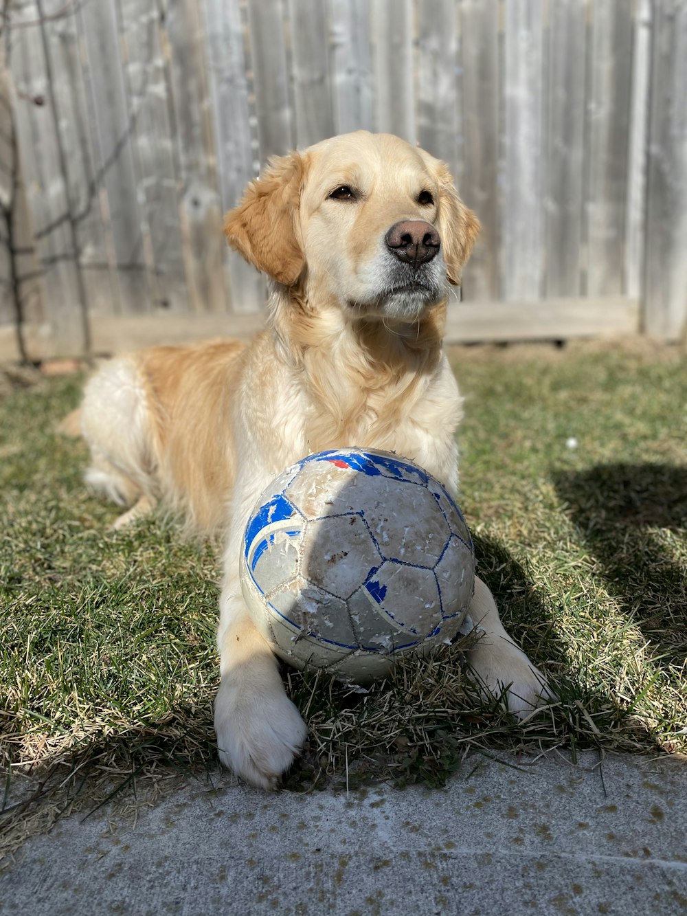 日中、緑の芝生のグラウンドでサッカーボールをする黄色いラブラドールレトリバーの子犬