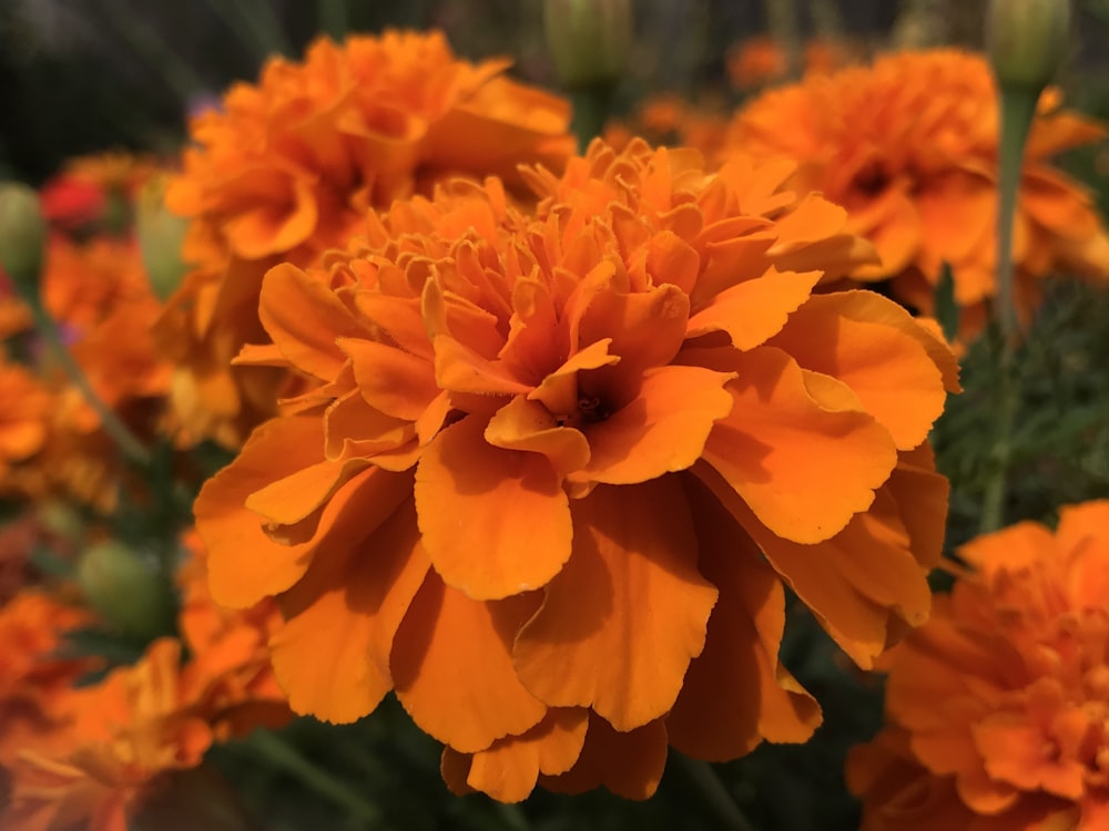 orange flower in tilt shift lens