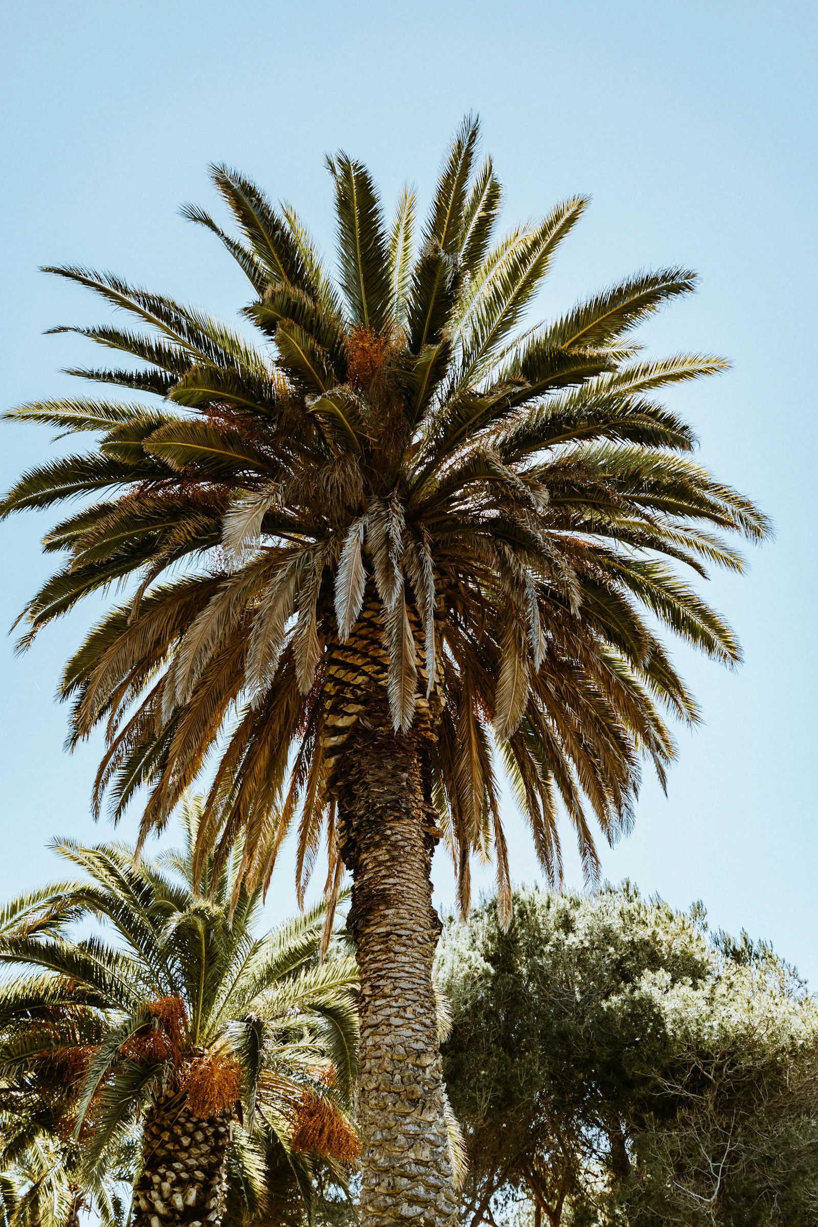 Date palms against a clear sky