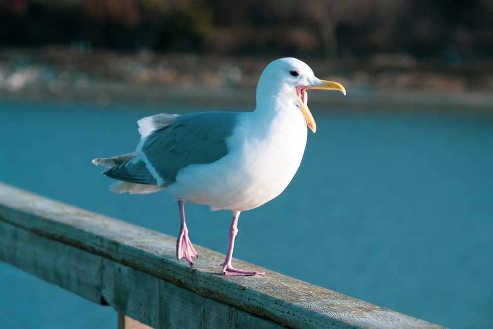 oiseau blanc sur clôture en bois marron