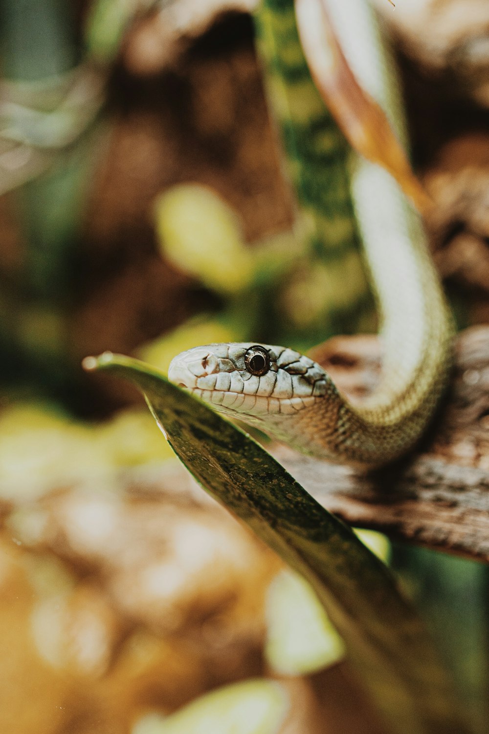 black and white snake on brown tree branch