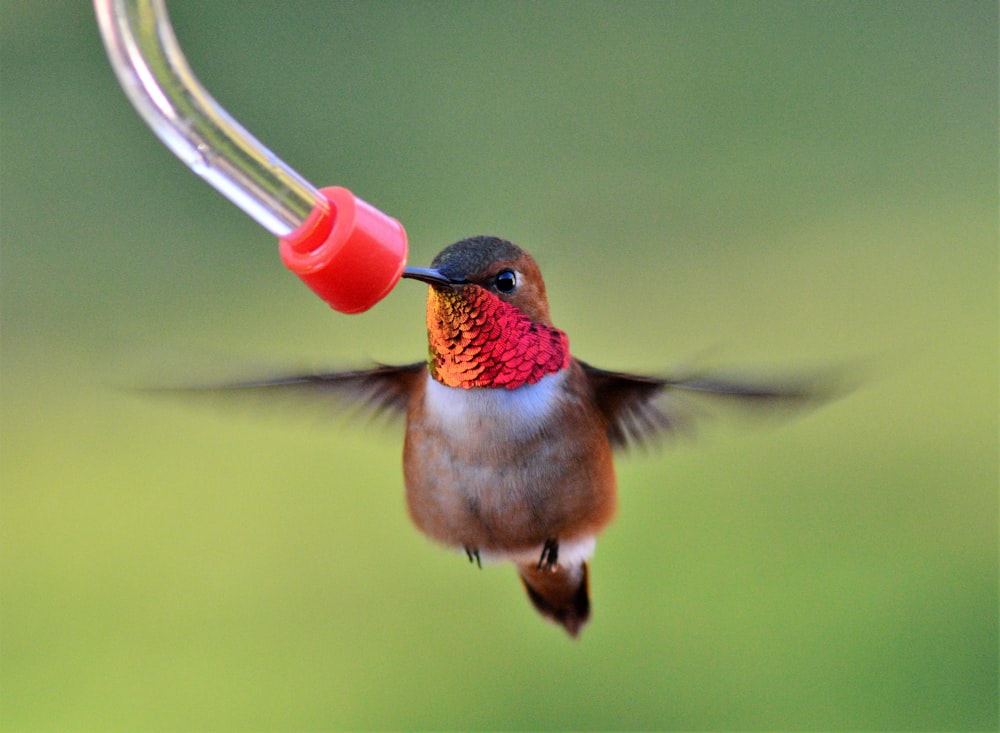 brown and red humming bird flying
