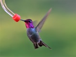 A hummingbird with iridescent purple and green plumage hovers in mid-air, feeding from a red-tipped feeder tube against a blurred green background.