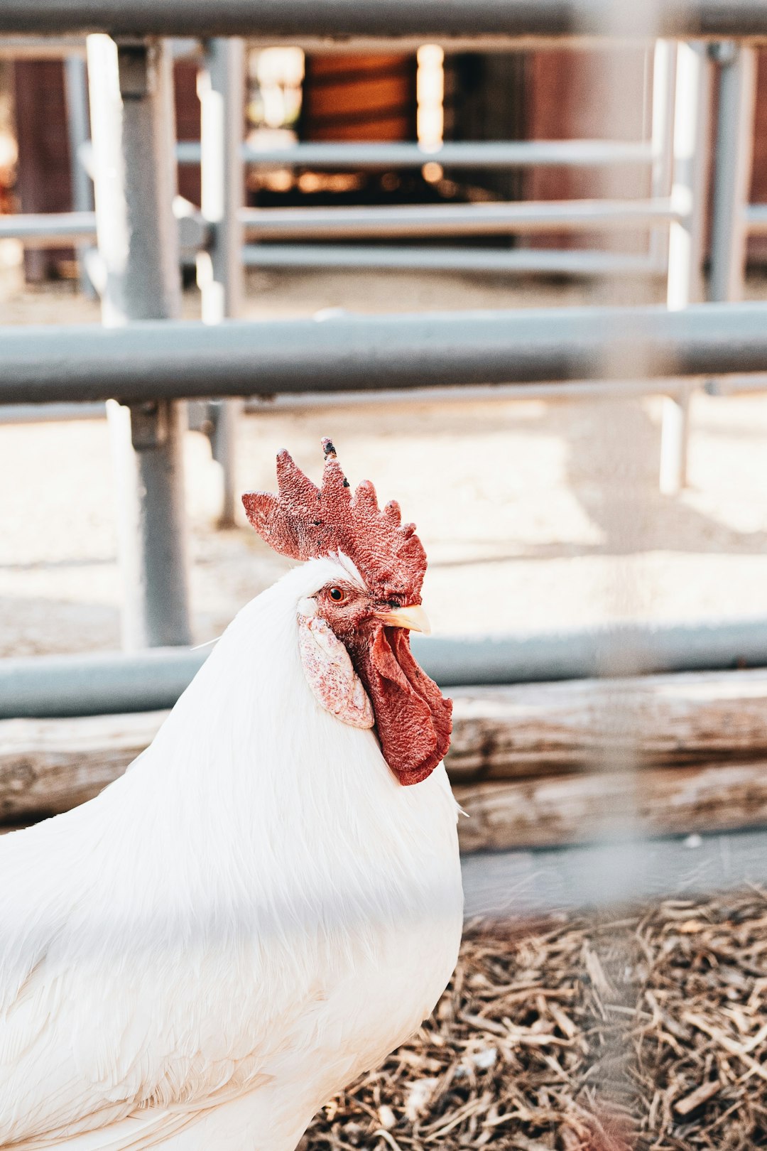 white rooster in close up photography