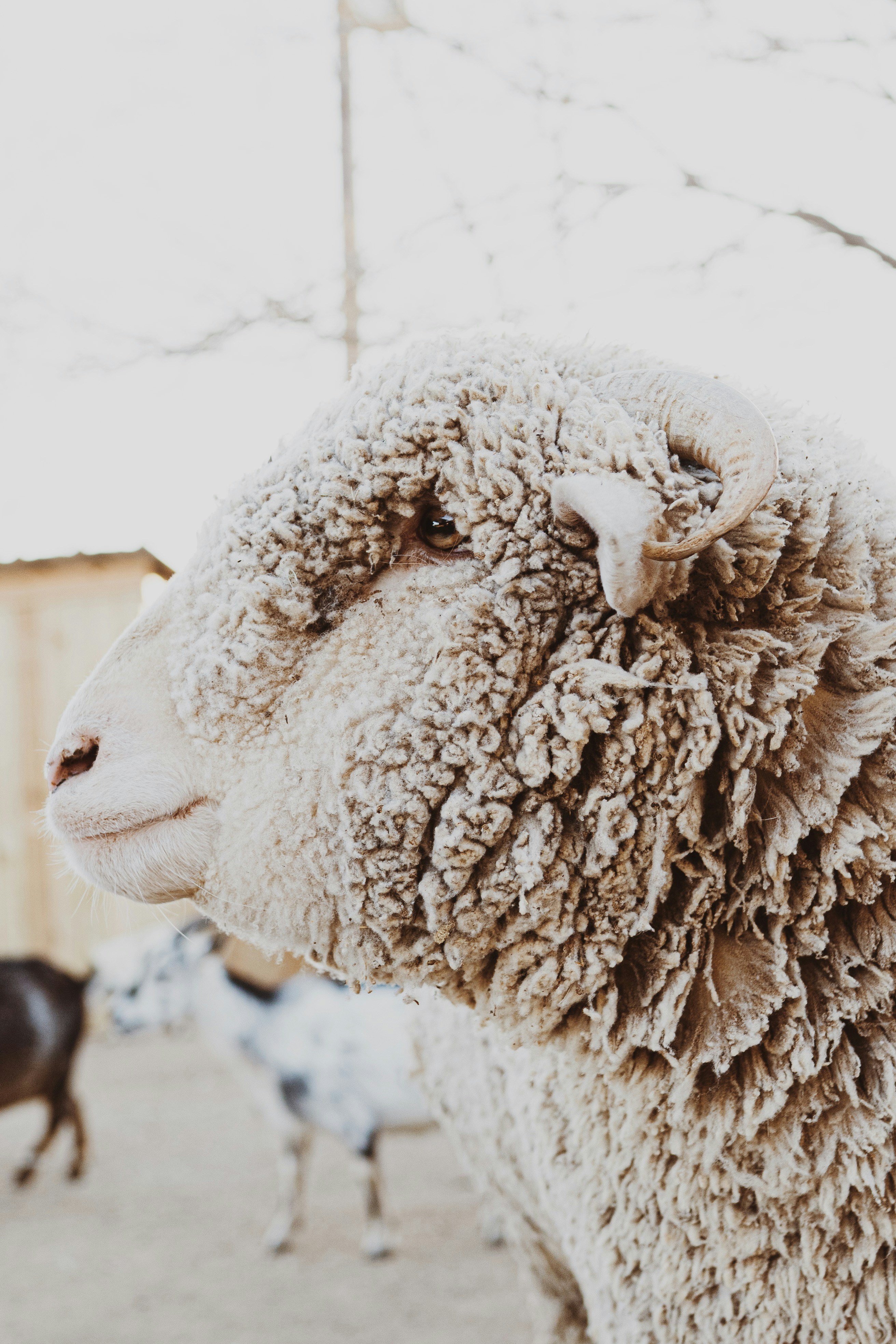 brown sheep on snow covered ground during daytime
