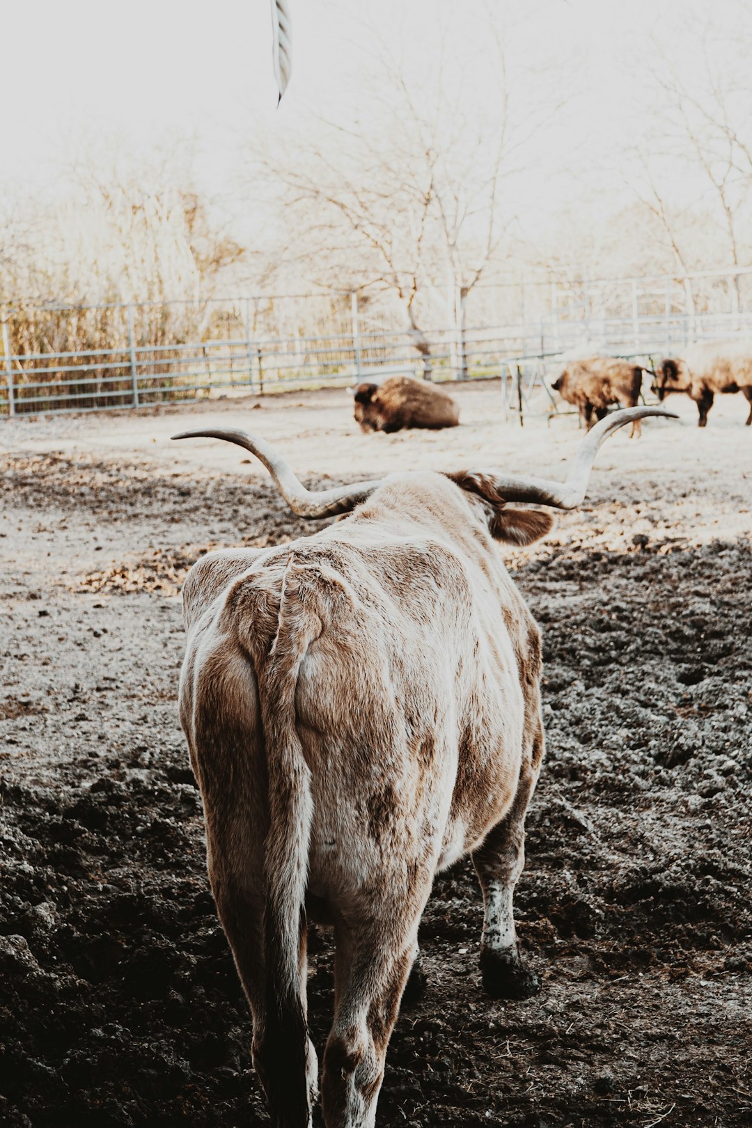 brown cow on brown soil during daytime