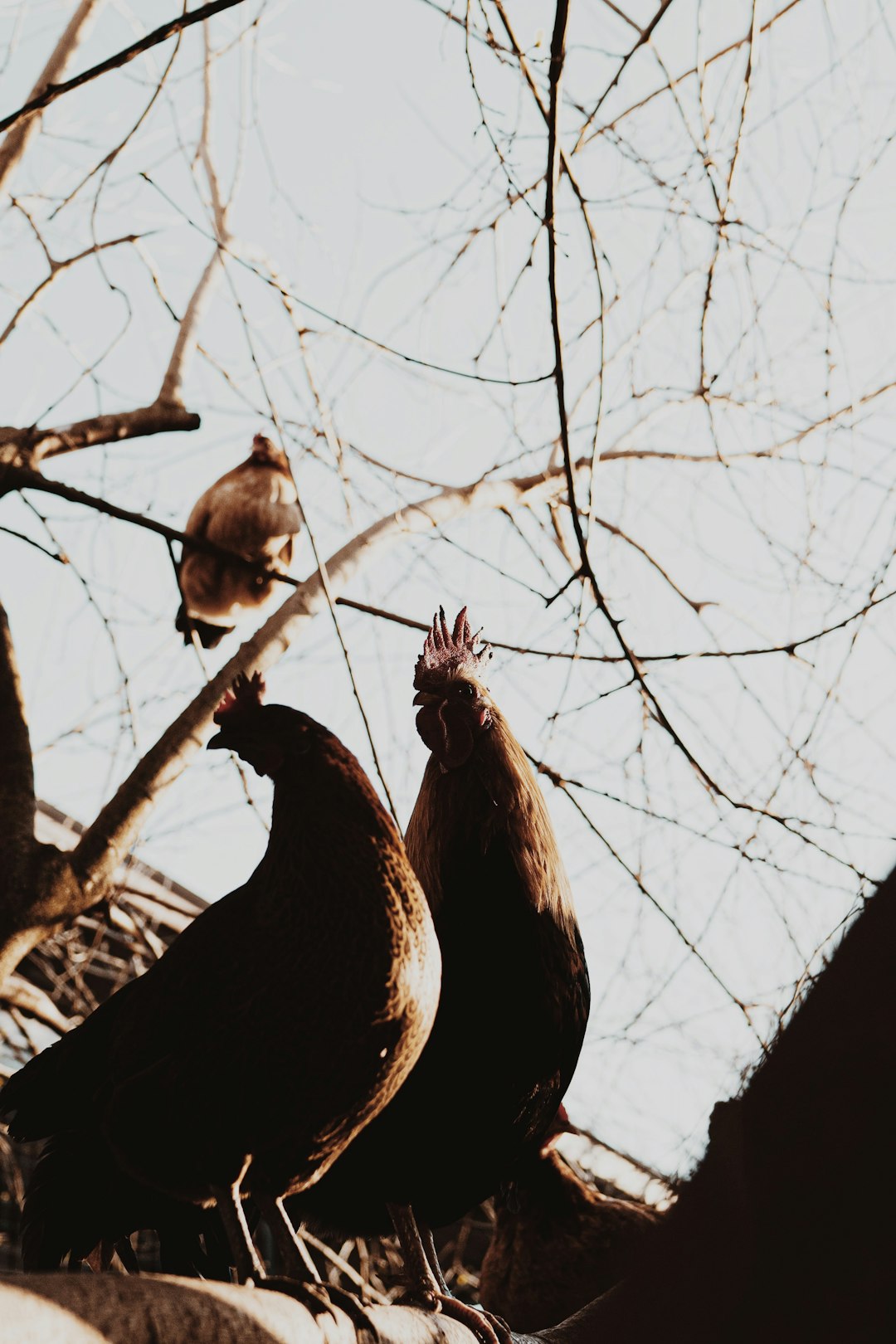 brown and white birds on brown tree branch during daytime