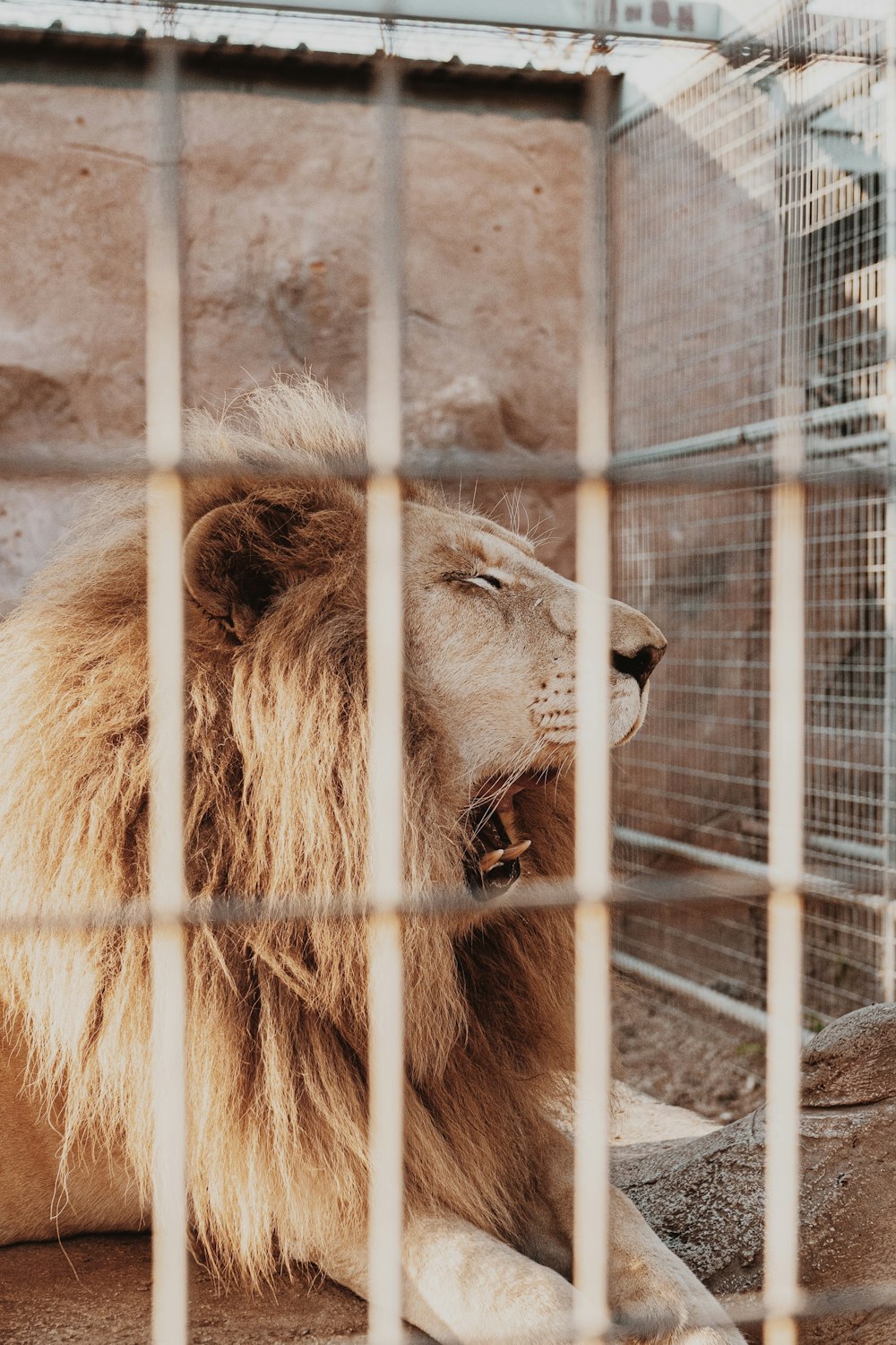 lion in cage during daytime