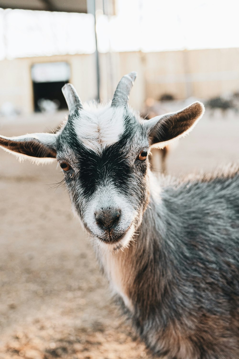 white and black goat kid