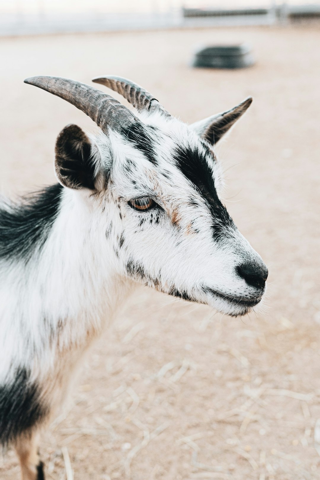 white and black goat on brown sand during daytime