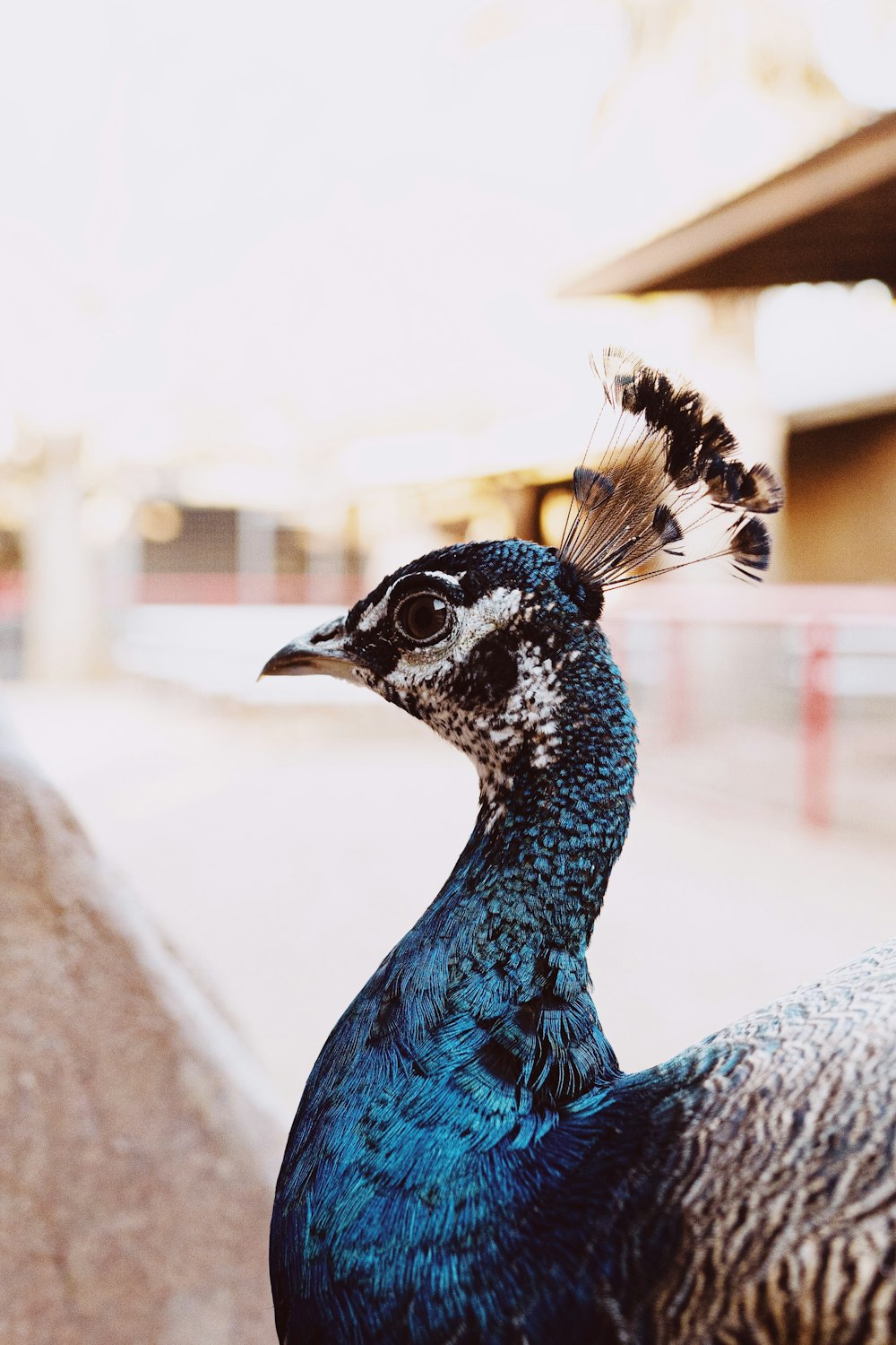 blue peacock on white concrete surface