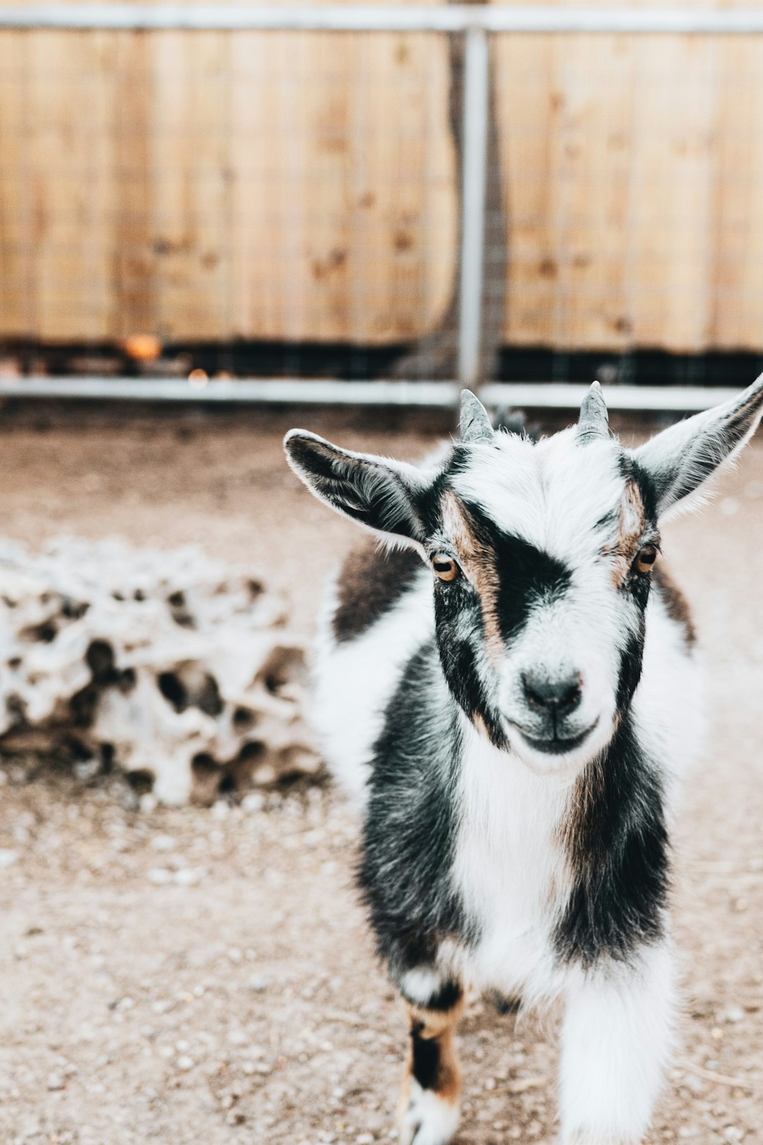 white and black goat on brown soil during daytime