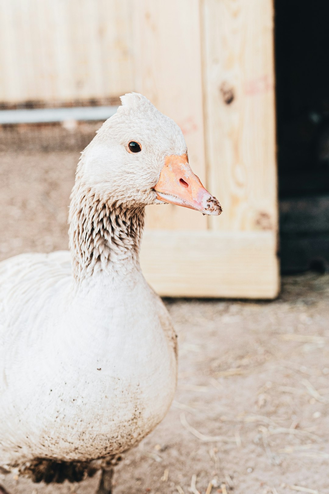 white duck on brown soil