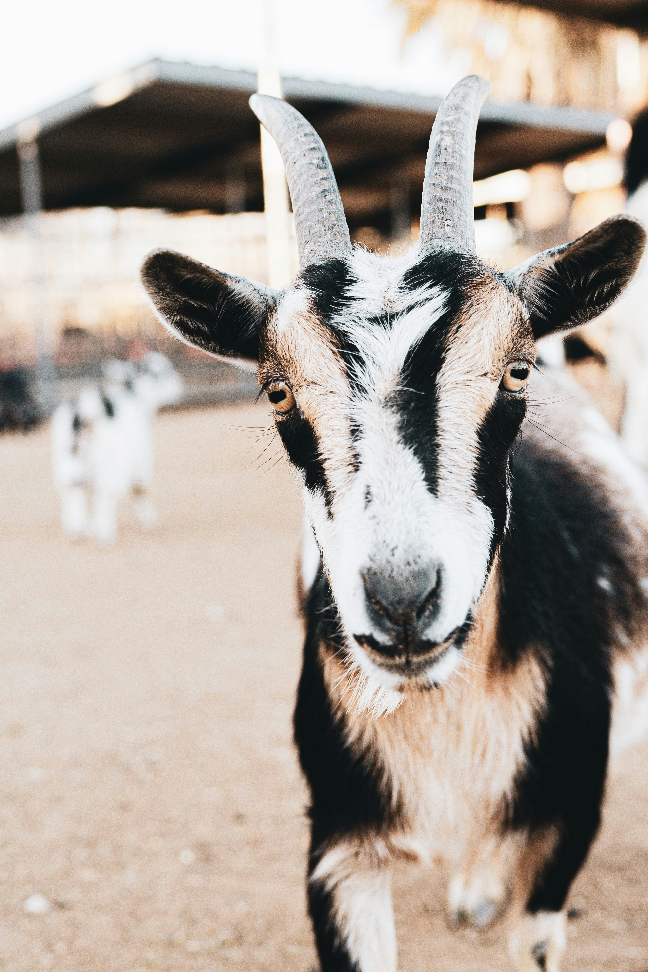 白と黒のヤギの子供の写真 Unsplashで見つけるグレーの無料写真