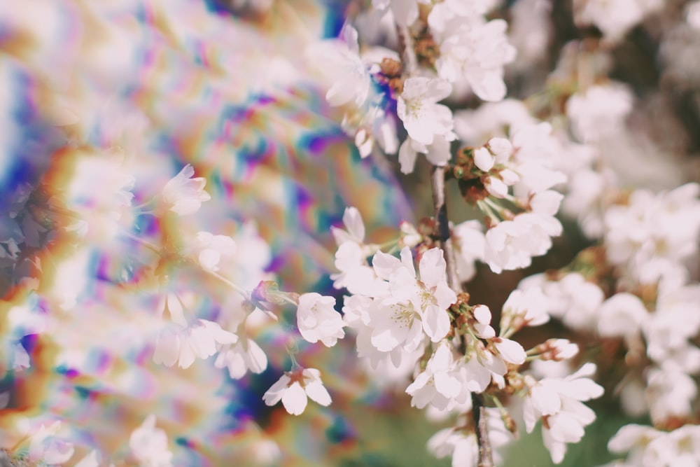 white cherry blossom in close up photography