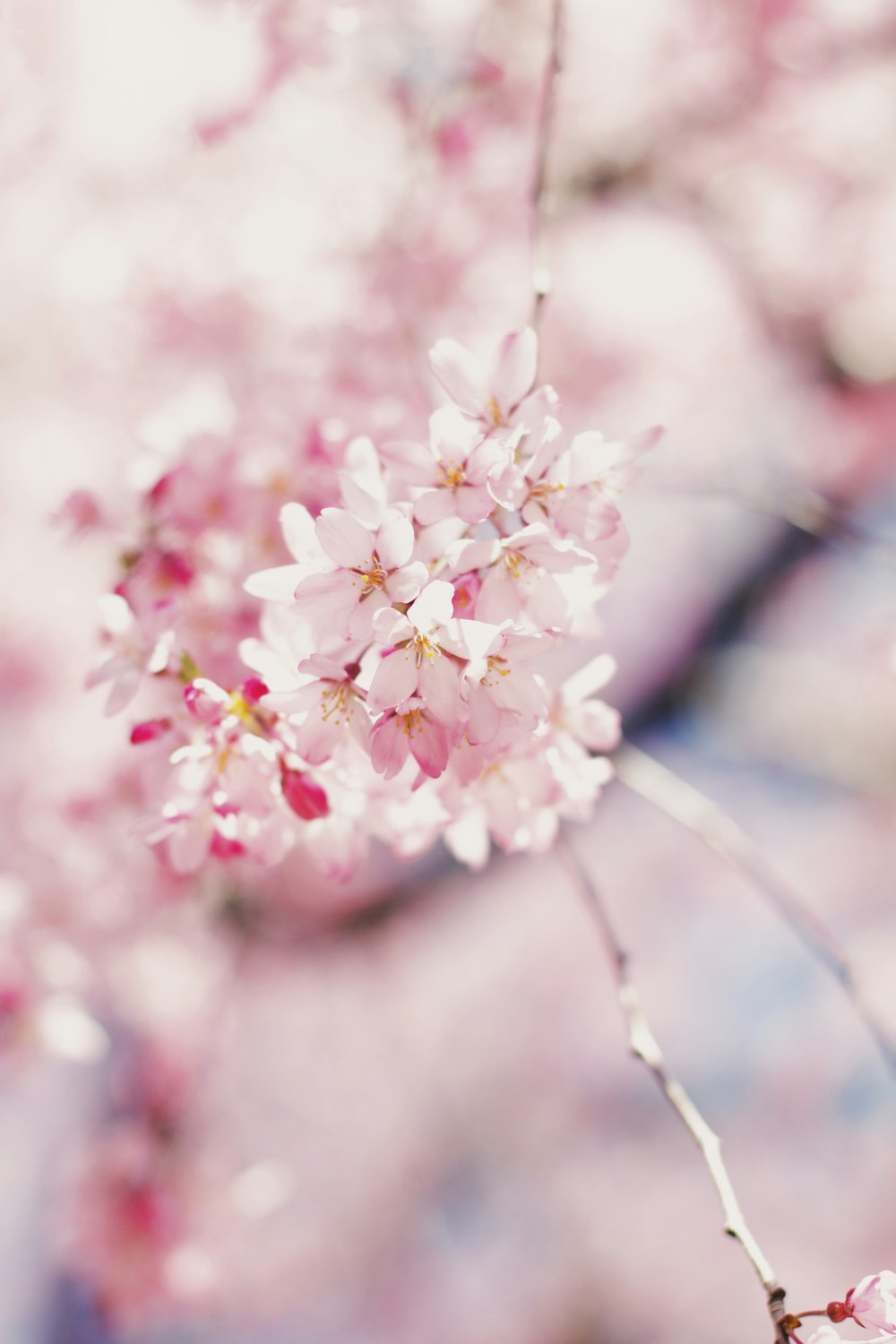 pink and white cherry blossom in close up photography