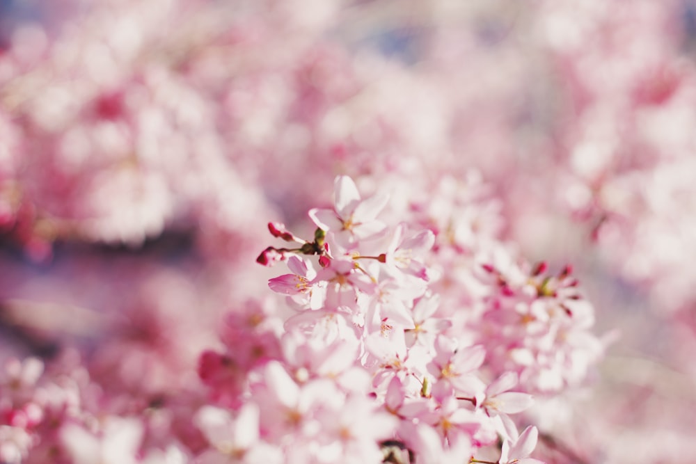 pink and white flowers in tilt shift lens