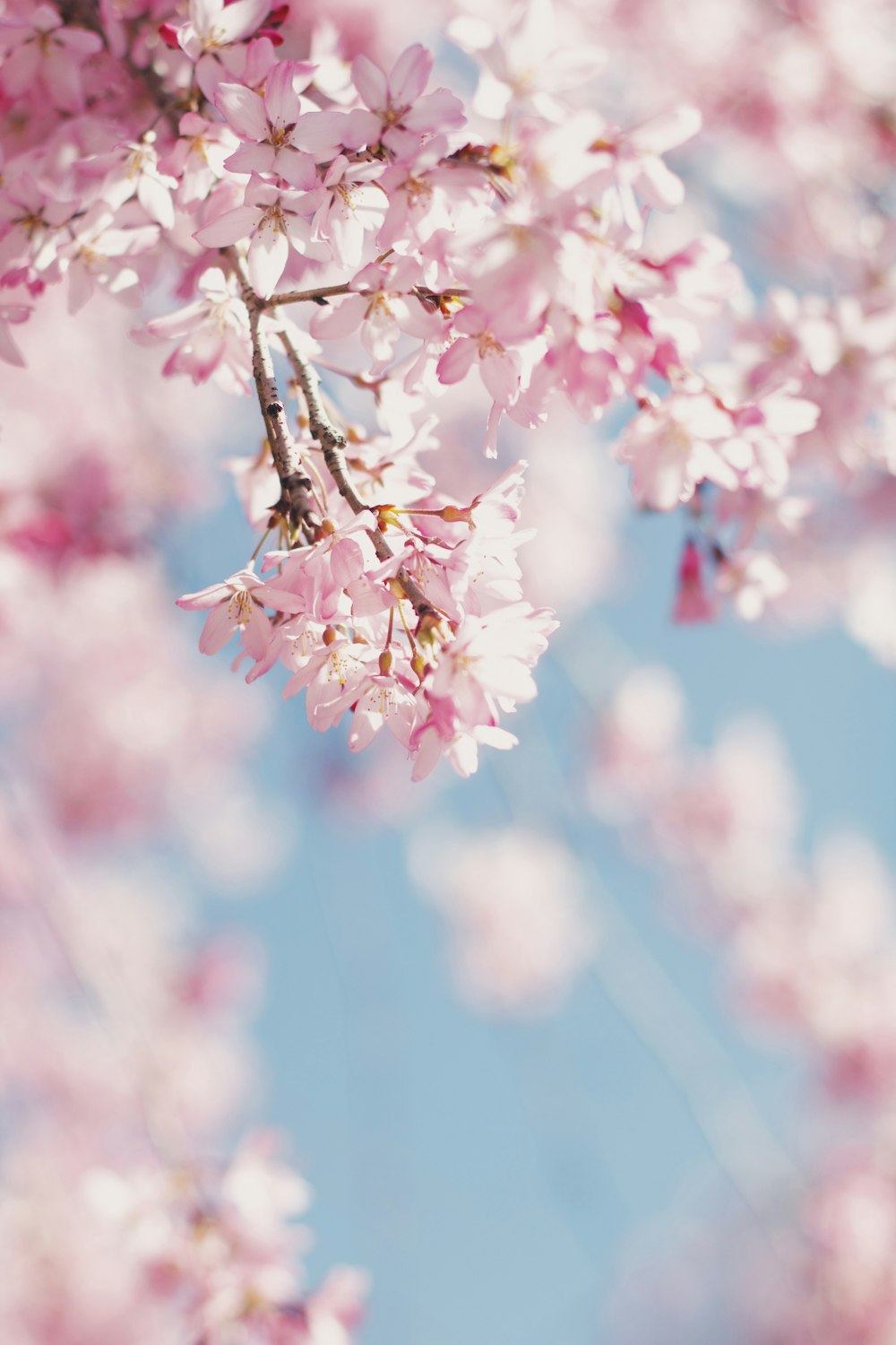 pink cherry blossom in close up photography