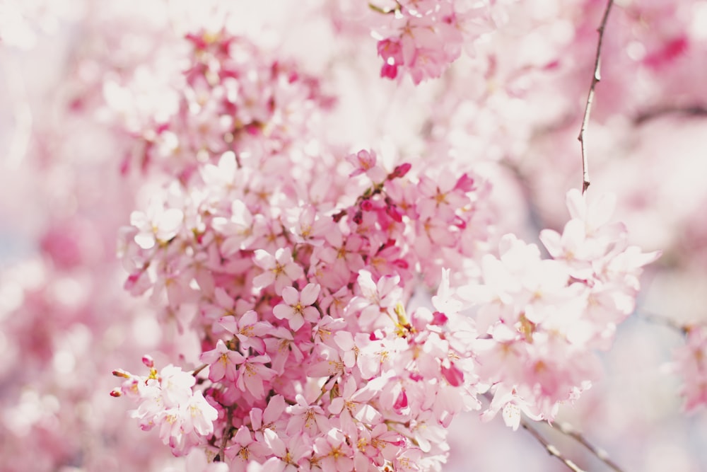 flor de cerezo rosa y blanca