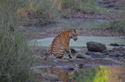 A tiger is sitting near a small stream in a natural habitat surrounded by rocks and grass. The reflection of the tiger is visible in the water, which has a greenish hue due to the surrounding vegetation.