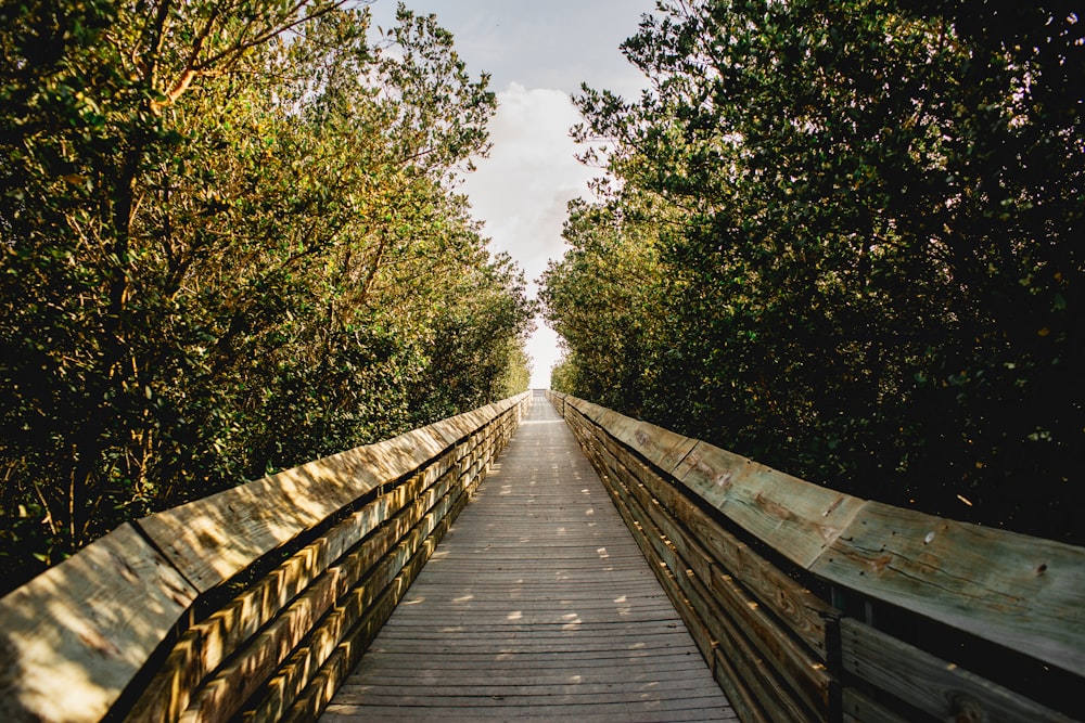 brown wooden bridge between green trees under white clouds and blue sky during daytime