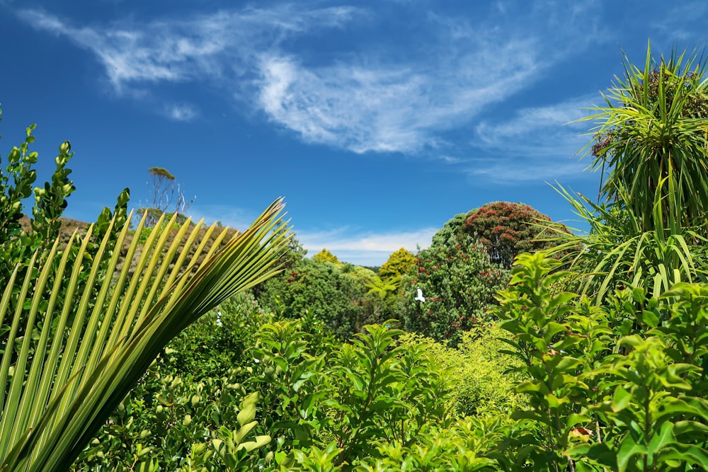 green cactus plant under blue sky during daytime