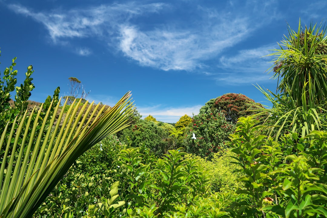 green cactus plant under blue sky during daytime