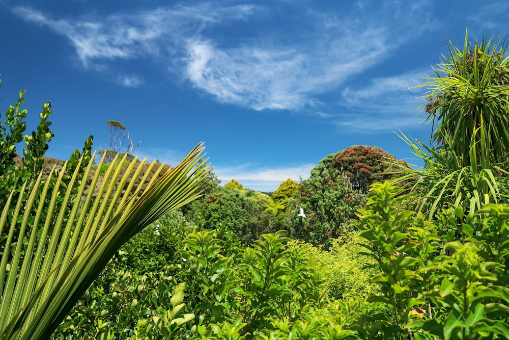 pianta di cactus verde sotto il cielo blu durante il giorno