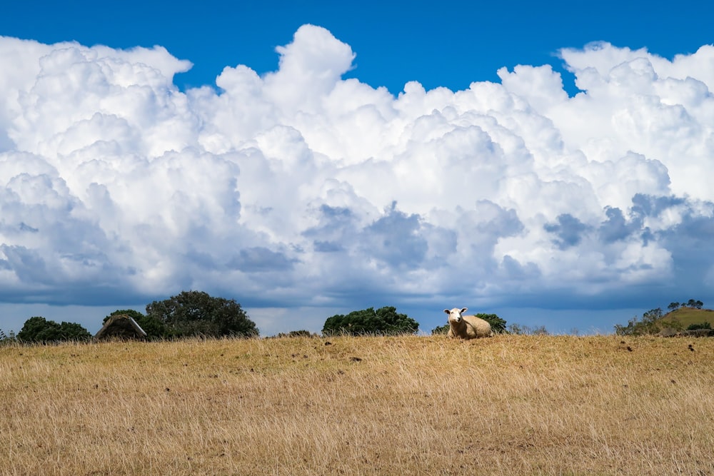 white and black sheep on green grass field under white clouds and blue sky during daytime