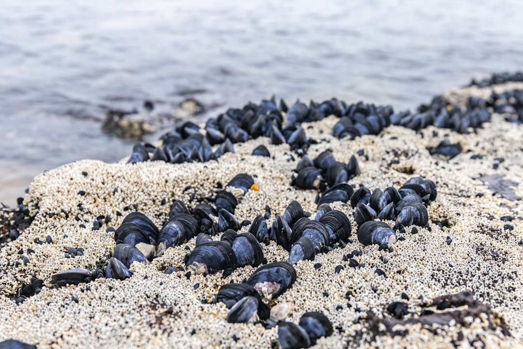 black and white stones on white sand near body of water during daytime