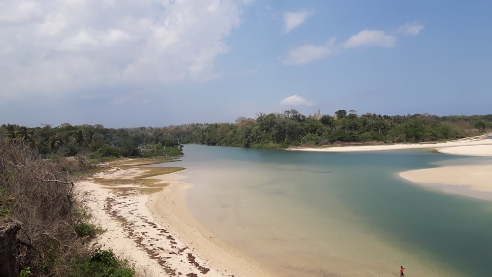 green trees beside body of water under blue sky during daytime