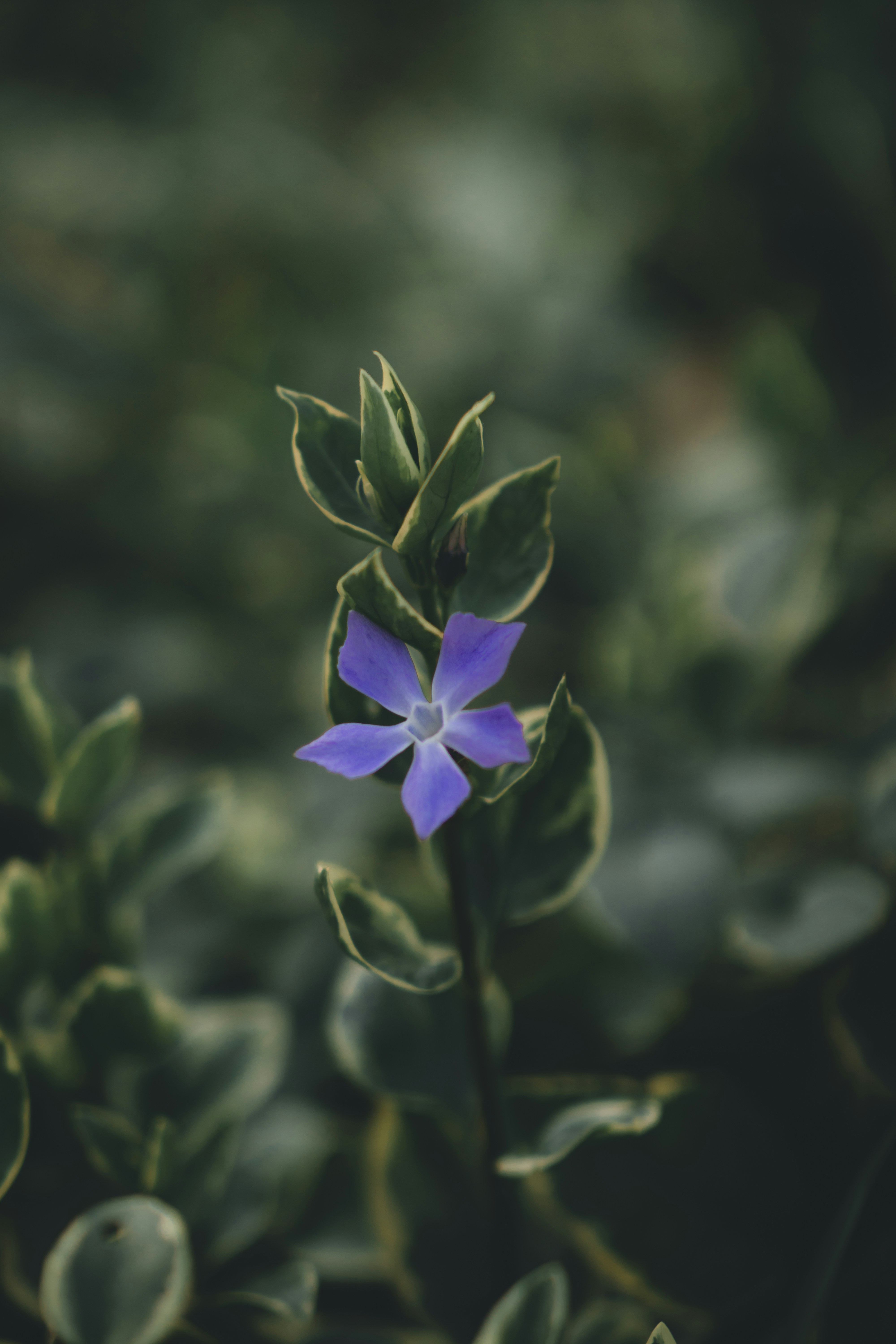 purple flower in tilt shift lens