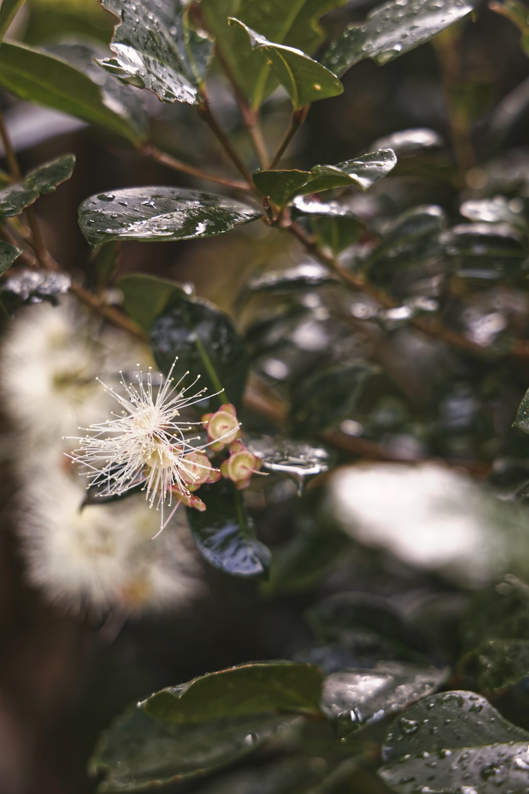 white flower with green leaves