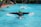 A person is swimming in a pool wearing a black wetsuit and a bright green swim cap. The swimmer is performing the butterfly stroke, with arms outstretched and water splashing around. In the background, several people in colorful swim caps are also visible, and there are onlookers and a poolside area with various items such as towels and swim gear.
