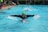 A person is swimming in a pool wearing a black wetsuit and a bright green swim cap. The swimmer is performing the butterfly stroke, with arms outstretched and water splashing around. In the background, several people in colorful swim caps are also visible, and there are onlookers and a poolside area with various items such as towels and swim gear.