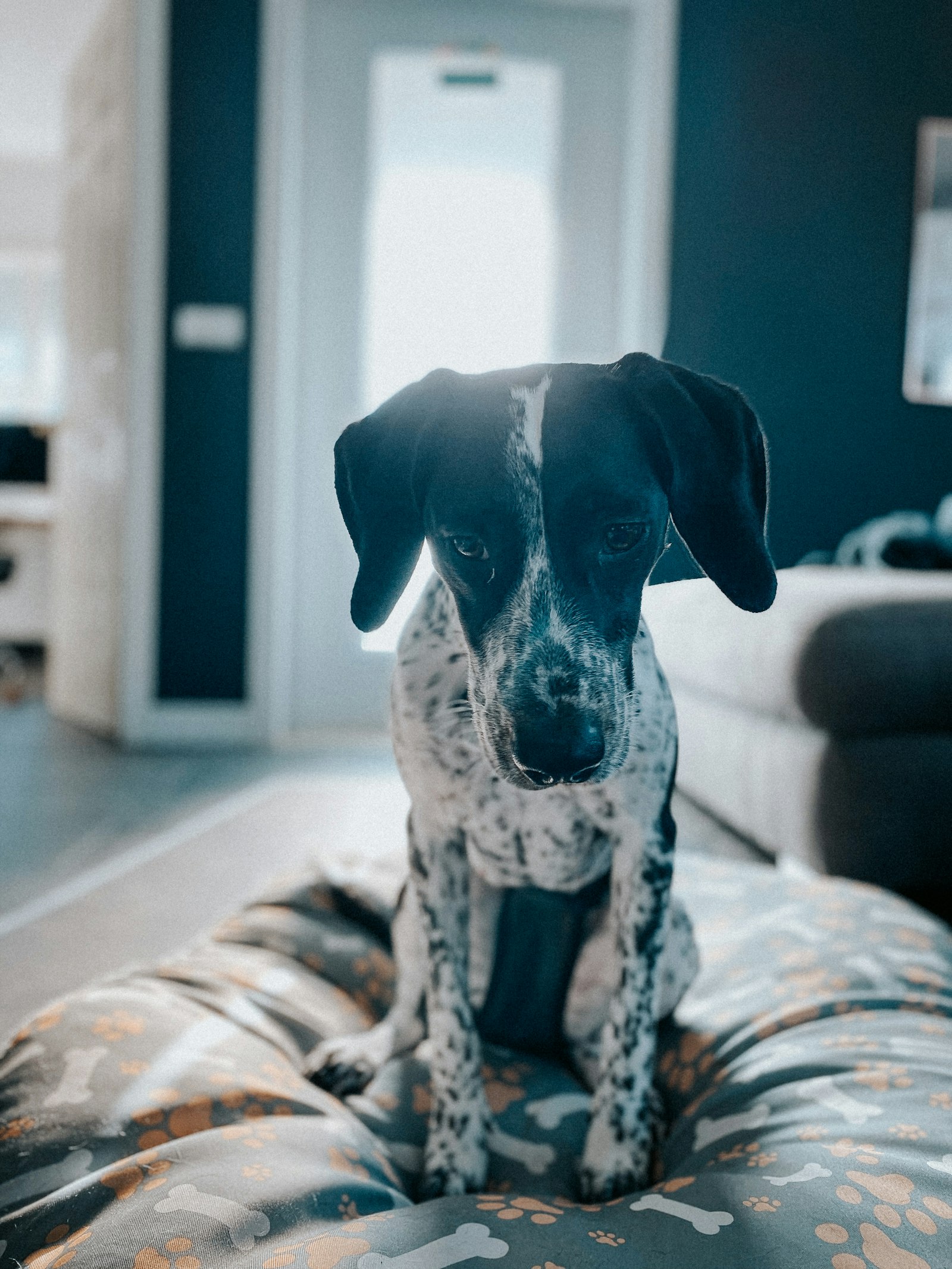 iPhone 11 Pro back dual wide camera 4.25mm f/1.8 sample photo. Black and white dalmatian photography