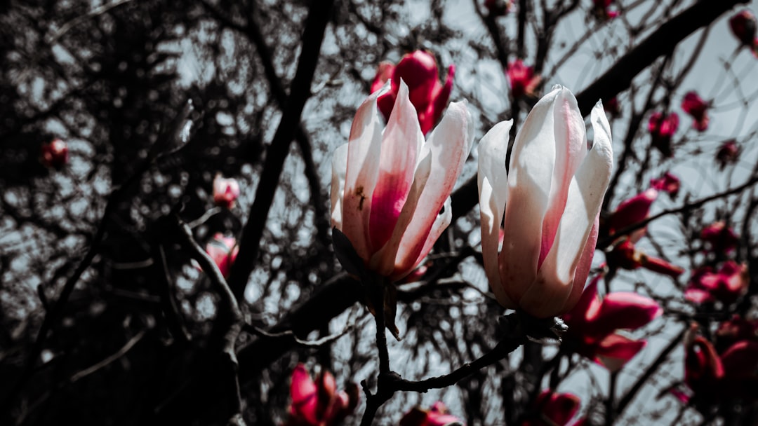 pink and white flower in tilt shift lens