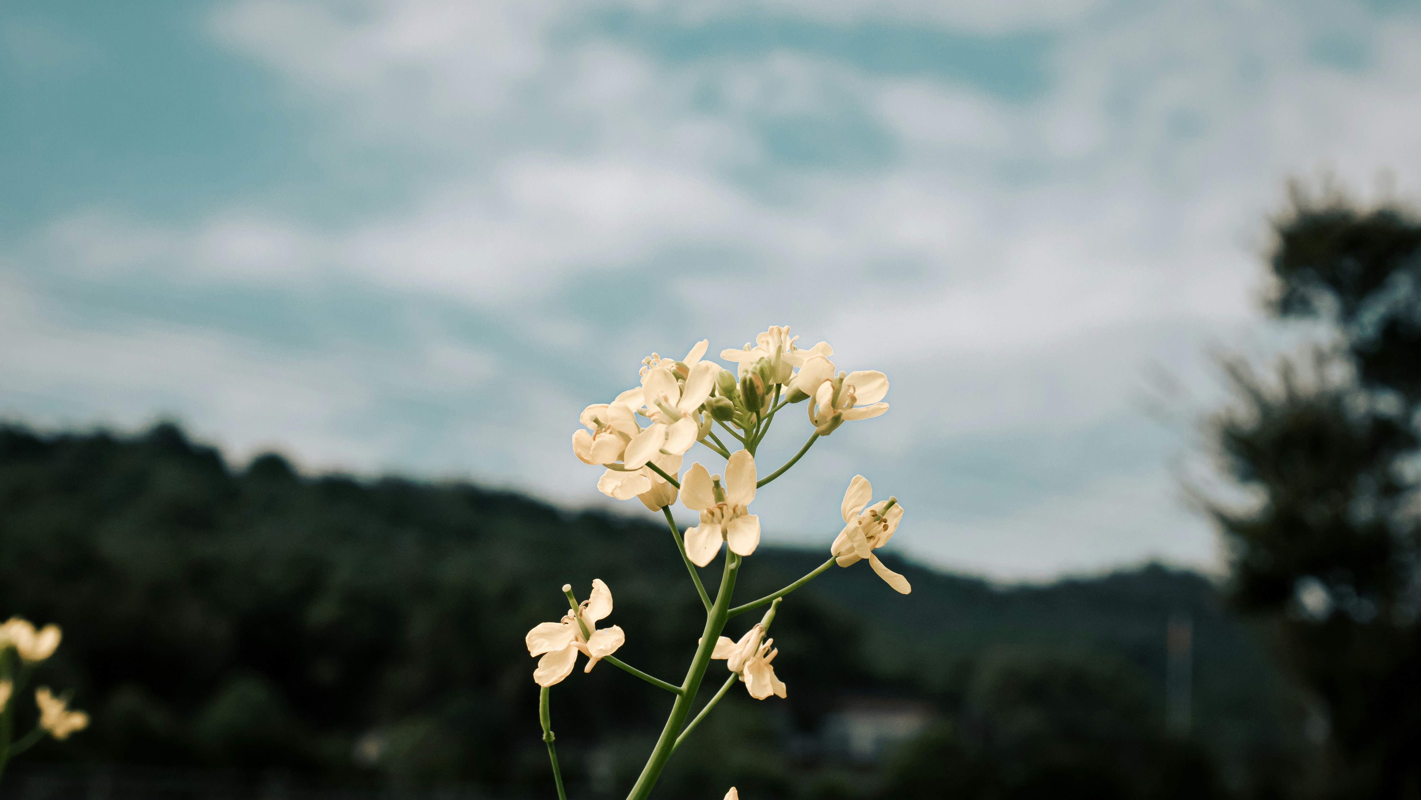 Photo by xiexianghua