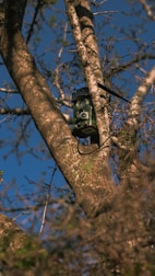 black and gray camera on tree