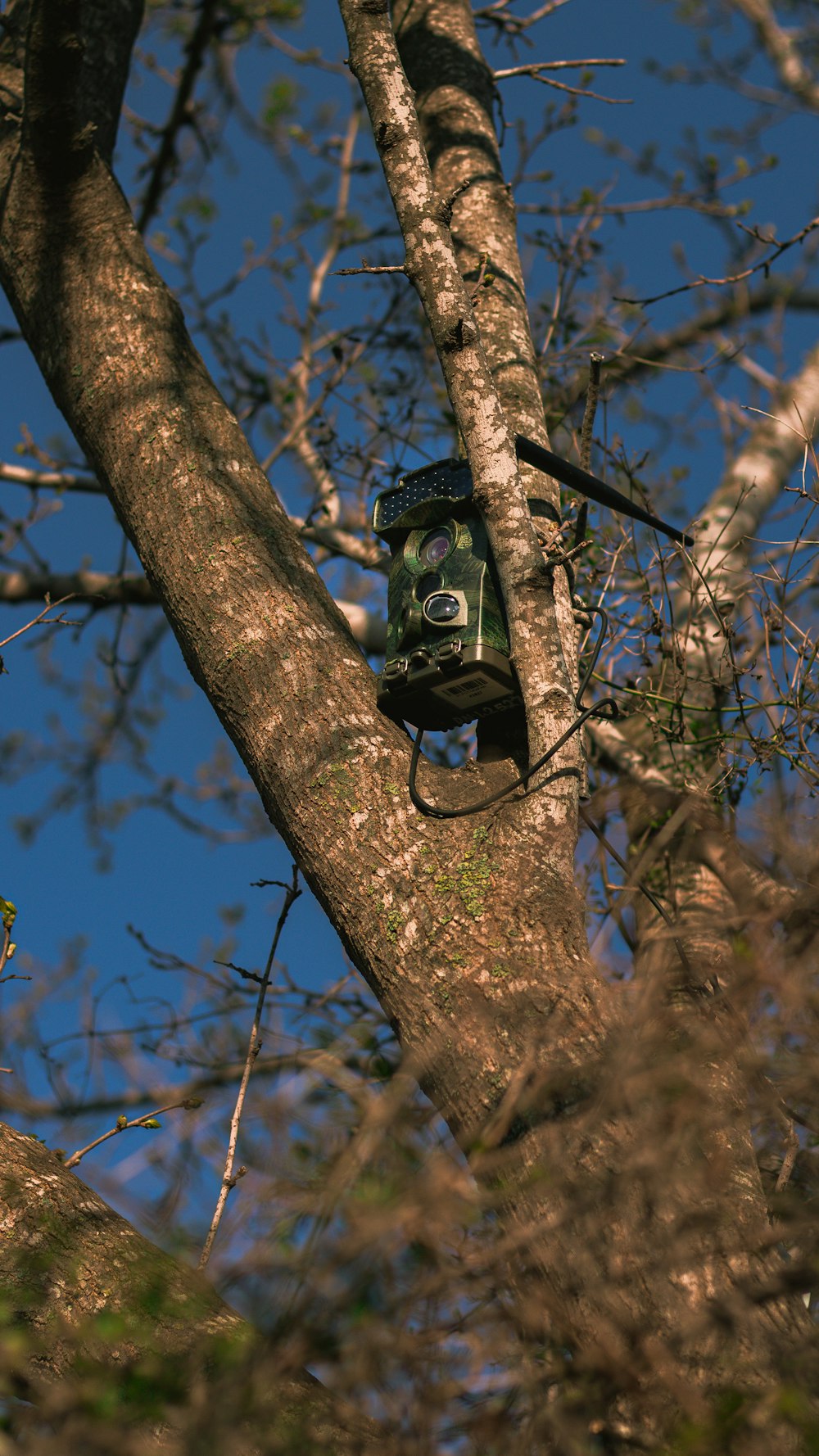 Macchina fotografica nera e grigia sull'albero